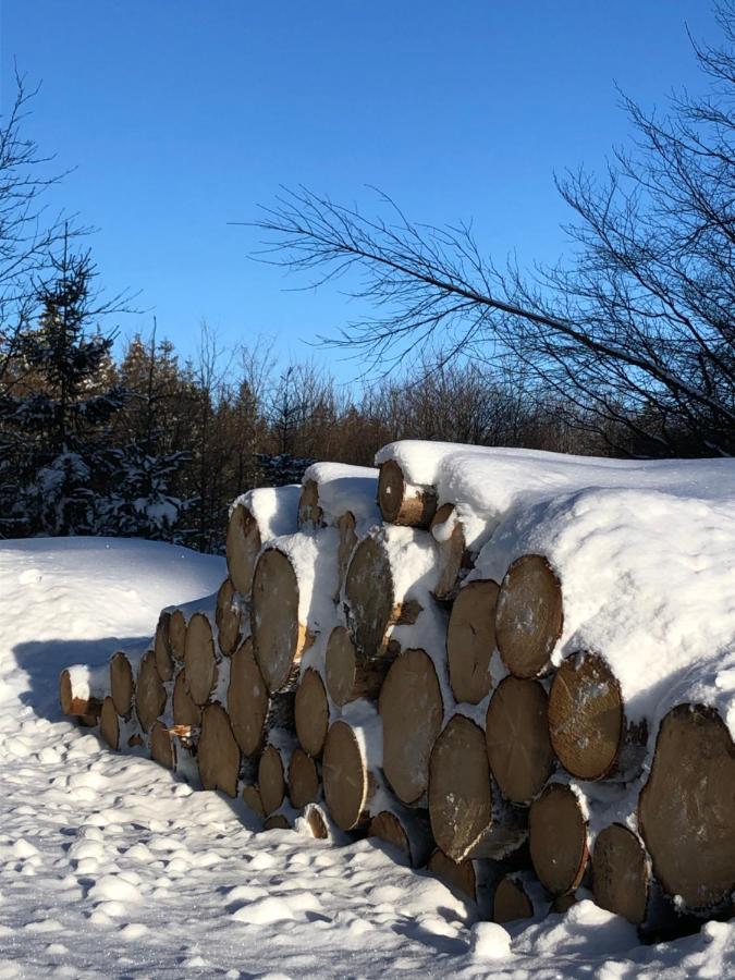 Bocksbergglueck In Hahnenklee, Endreinigung, Bezogene Betten, Handtuecher Inklusive 고슬라르 외부 사진